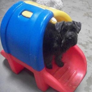 colorad-springs-dog-boarding-dog-daycare