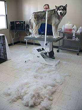 dog-grooming-furminator-deshedding