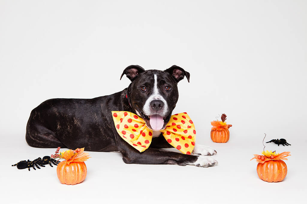 10 Essential Halloween Tips for Dog Owners