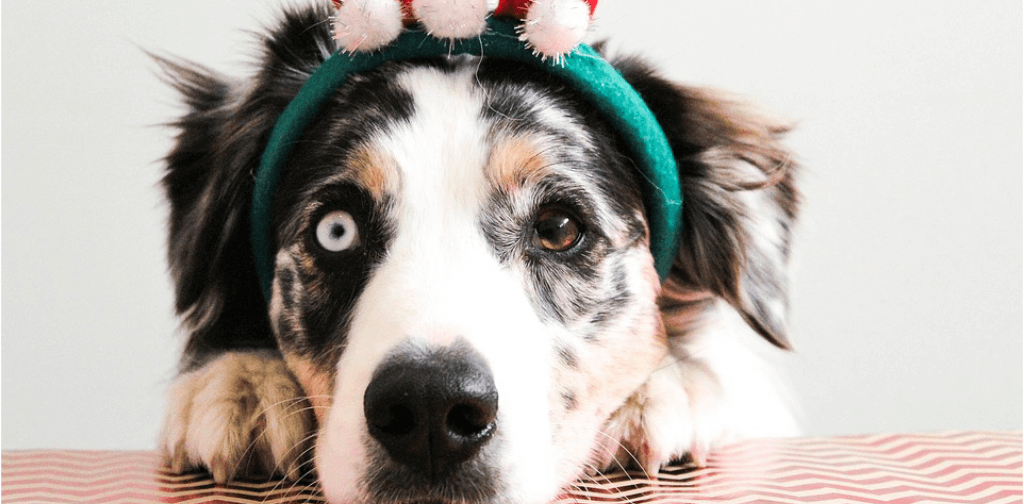 The-Ultimate-Guide-to-Avoiding-Holiday-Hazards-for-Your-Dog.pdf