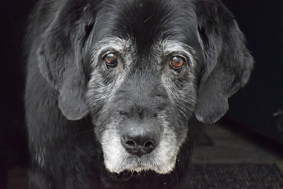 How to Care for Your Senior Dog