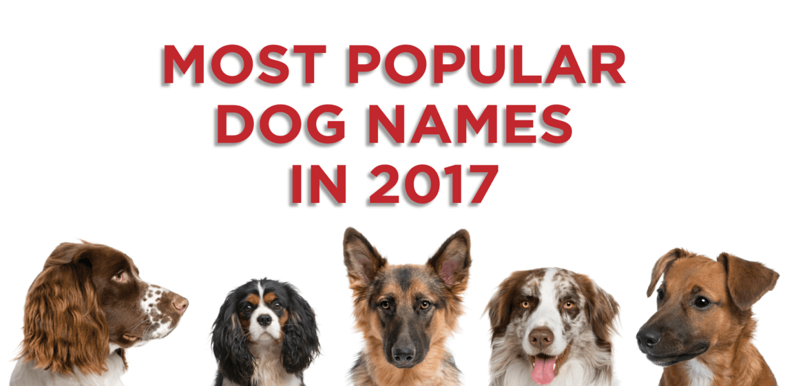 Blog Featured Image Most Popular Dog Names in 2017