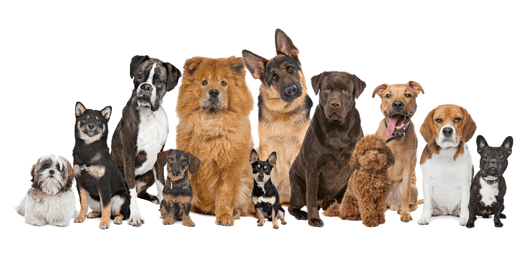 What Can a Dog DNA Test Tell You About Your Dog?