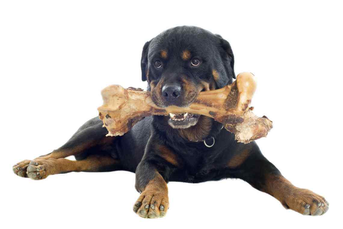 FDA Warns Bone Treats May Be Deadly for Your Dog