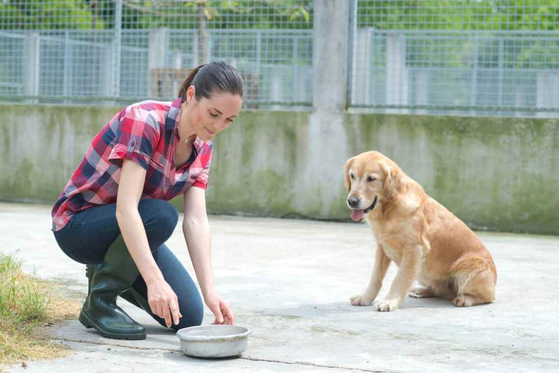 11 Things to Consider Before Volunteering at a Dog Rescue Center