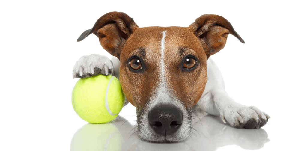 HOW TO CHOOSE BEST DOG DAYCARE
