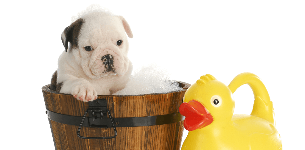 The Importance of Grooming Your Puppy Early and Regularly