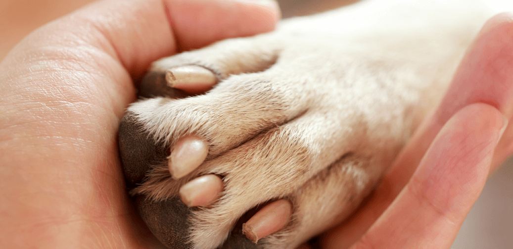 What to Do If Your Dog Has Cracked Paw Pads