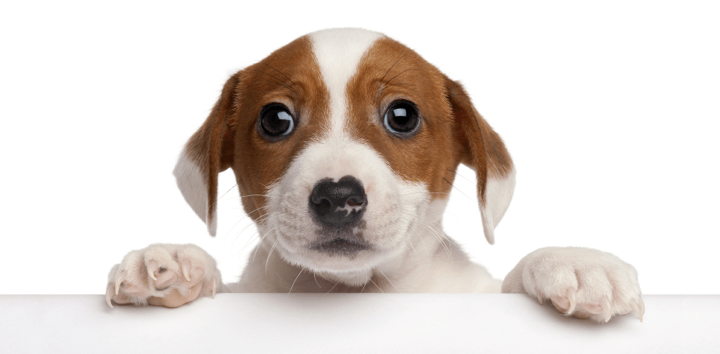 18 Puppy Training Tips to Help You Stay Sane