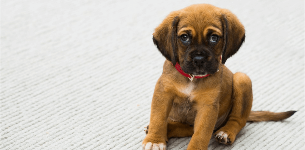 20 Uncomplicated Do’s and Don’ts for House Training Your New Puppy or Dog