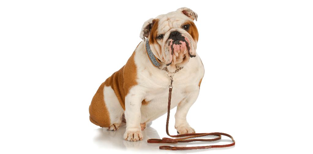 How to Pick Out the Ideal Leash for Your Dog