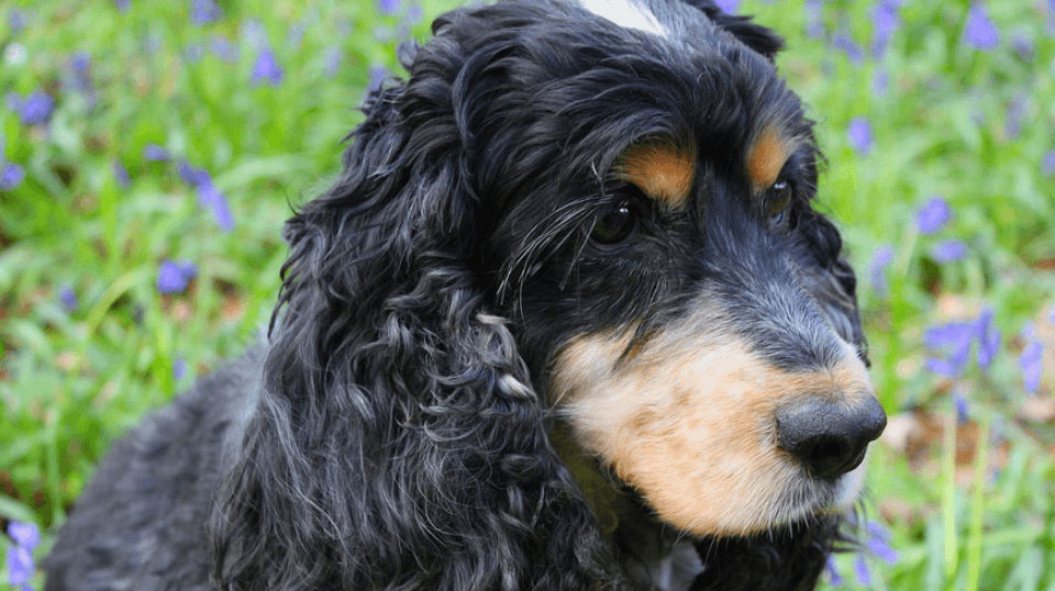 Black Cocker Spaniel