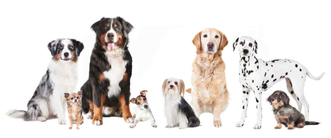 dogs come in different sizes, shapes and breeds