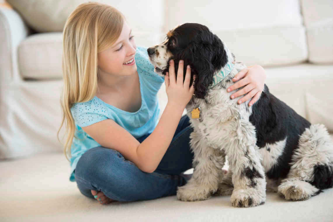 Cocker Spaniel Family Pet