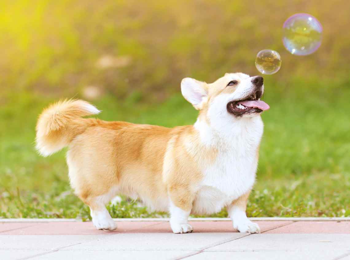 Dog Bubbles