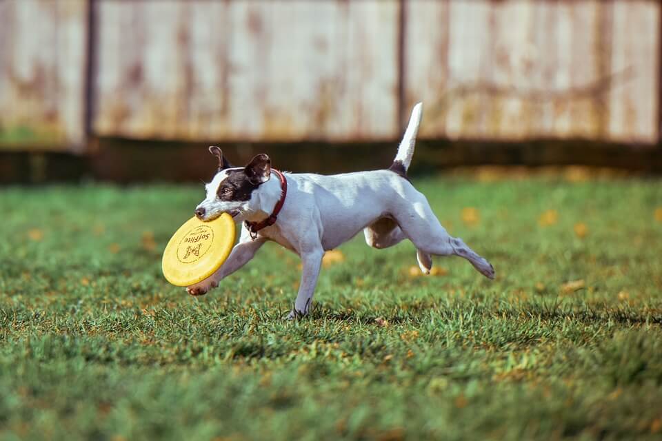 dog playing frisbee