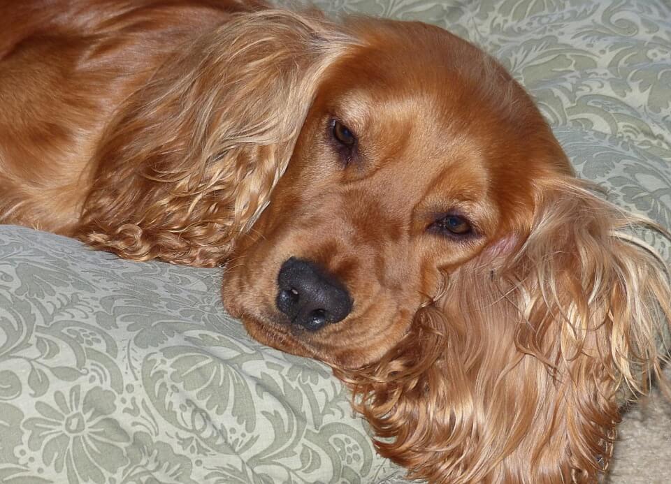 Cocker spaniel resting