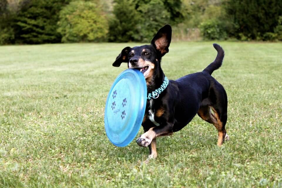 Dog Frisbee