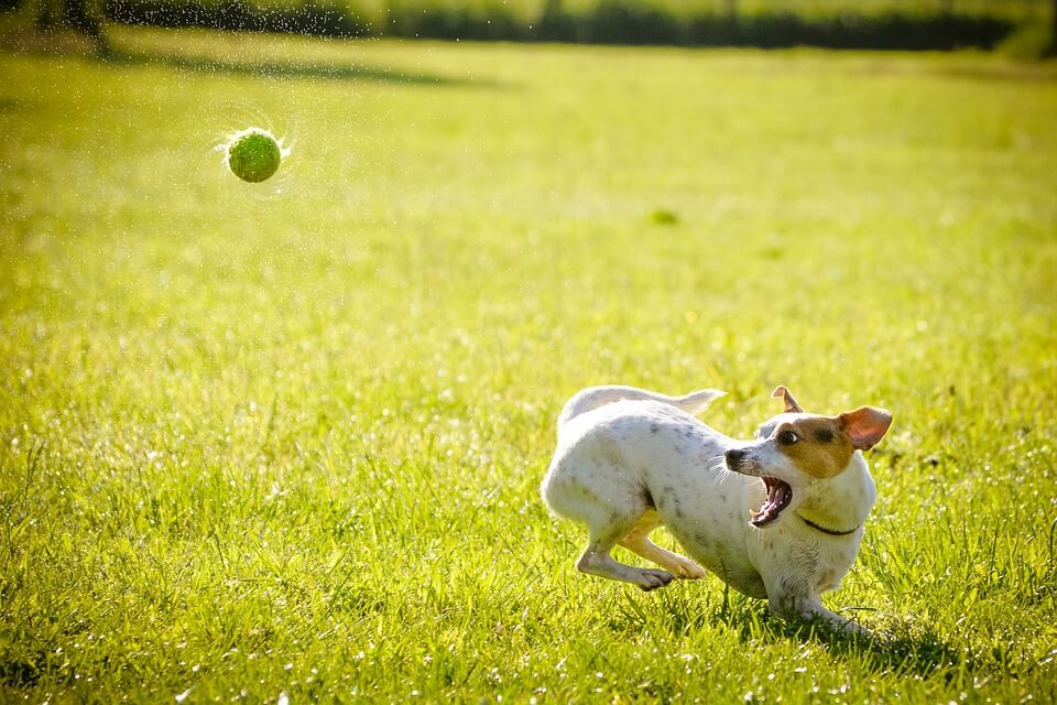 dog playing fetch ball
