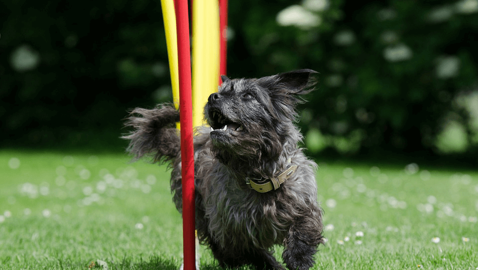 Dog Agility Course Slalom