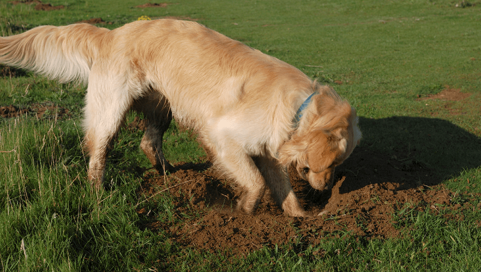Dog Digging
