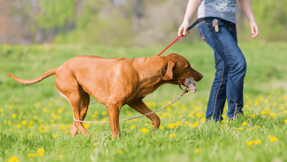 Dog Flirt Pole