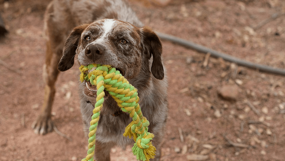 Dog Tug of War