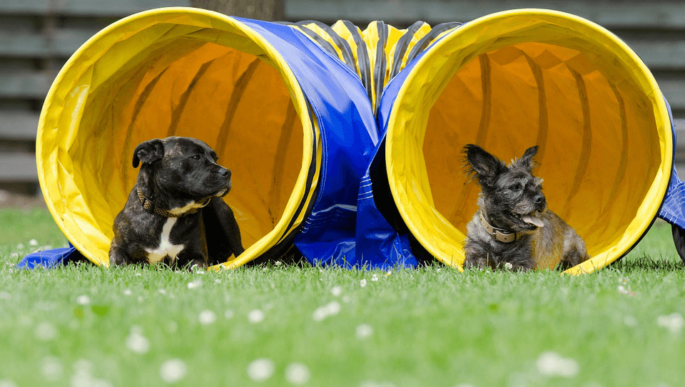 Dog Tunnel Agility Course