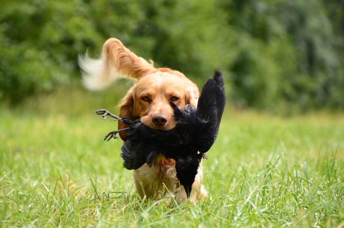 Cocker Spaniel Hunter