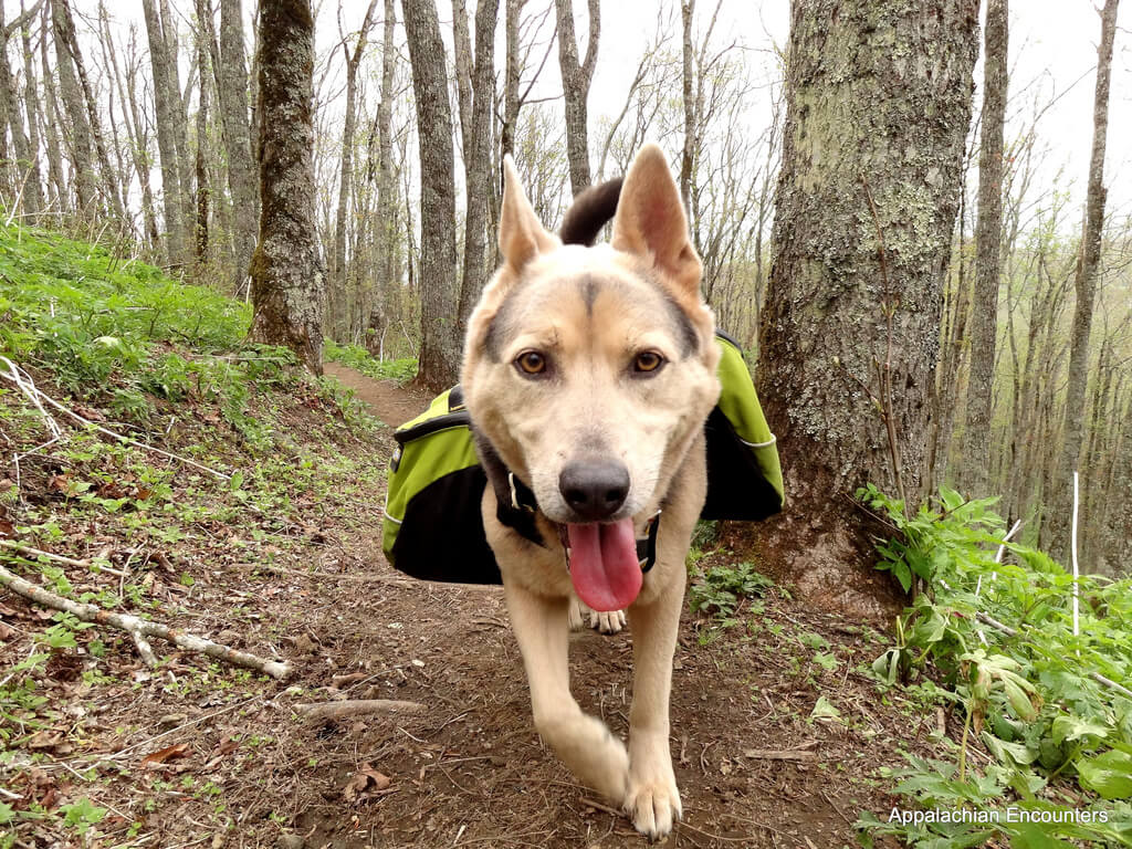 dog hiking on trail