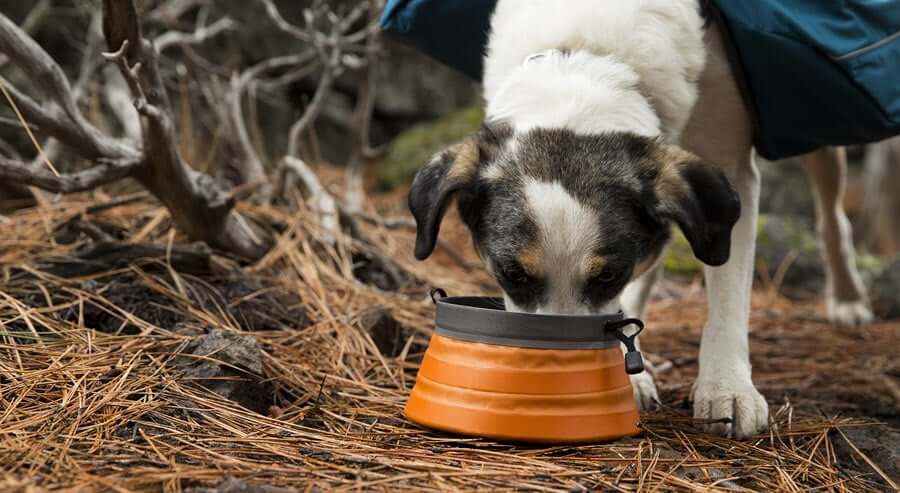 hiking water bowl