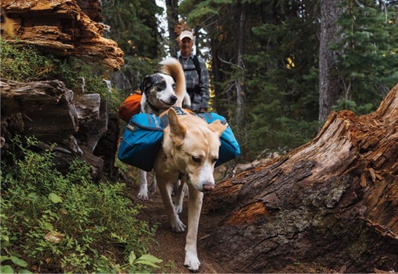 backpacking with dogs