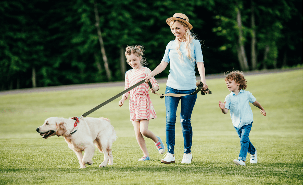 16 Compelling Reasons to Keep Your Dog on a Leash Even If You Think They are Trustworthy