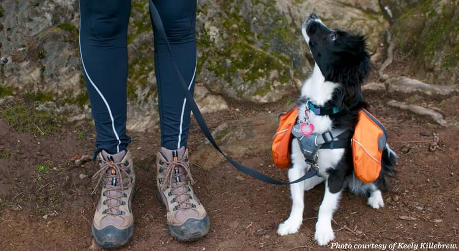 hiking with puppy