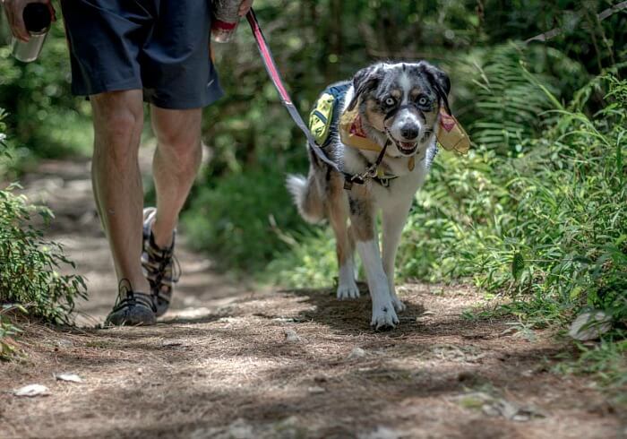 Hiking with dog