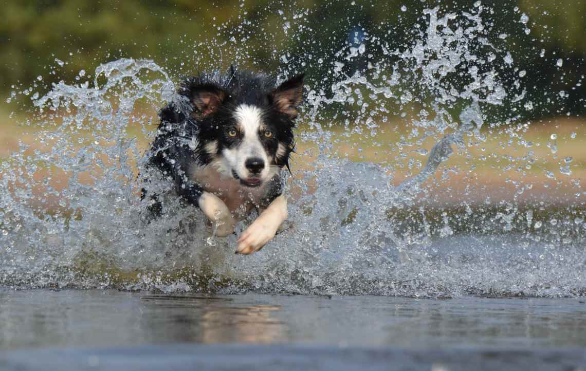 dog in water