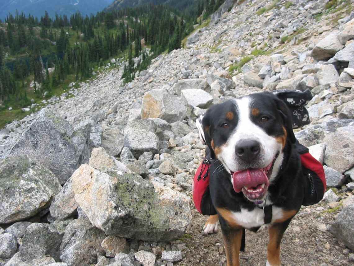 brown-white-dog-on-mountain