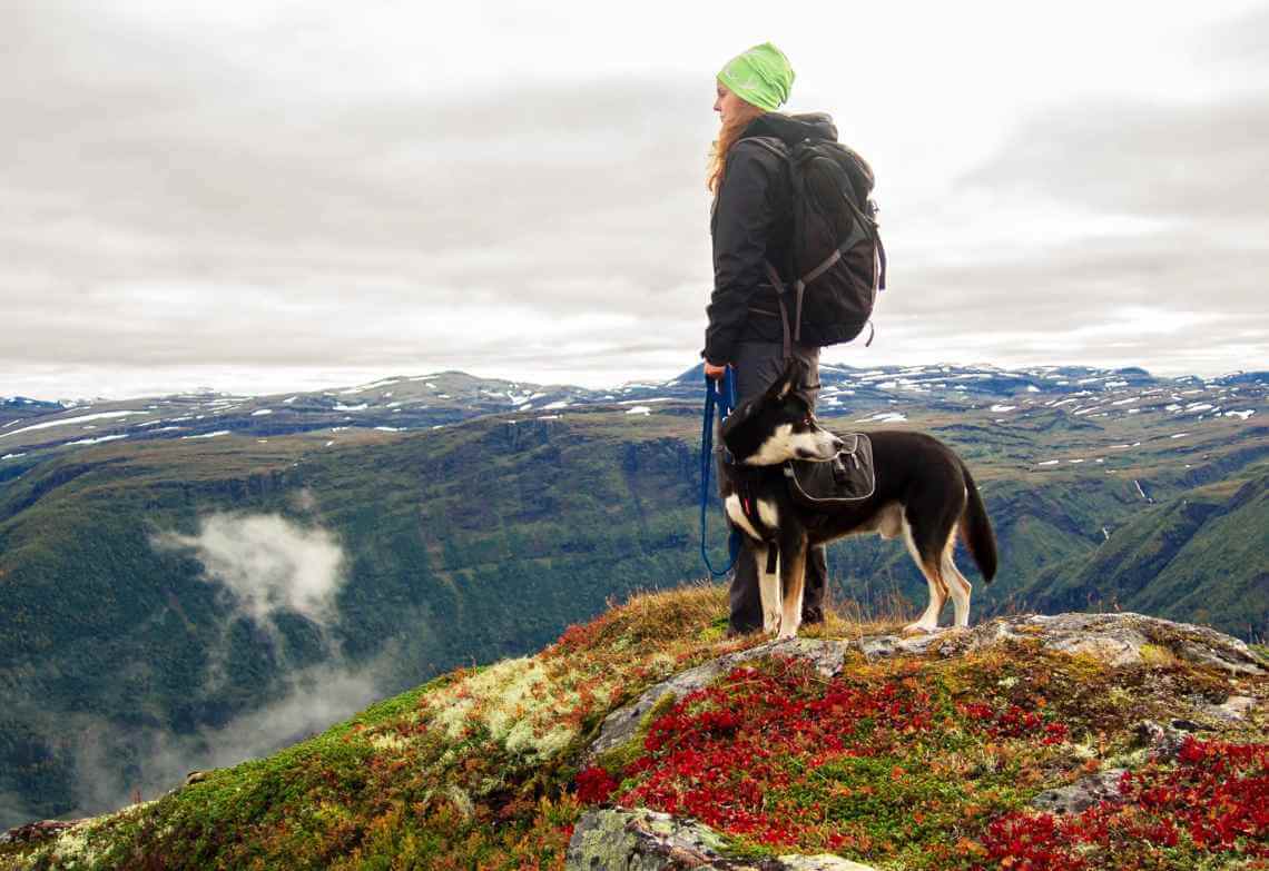 Best hikes for dogs near sales me