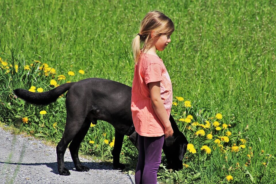 children often rank their dog higher than humans as providers of comfort, self-esteem and companionship