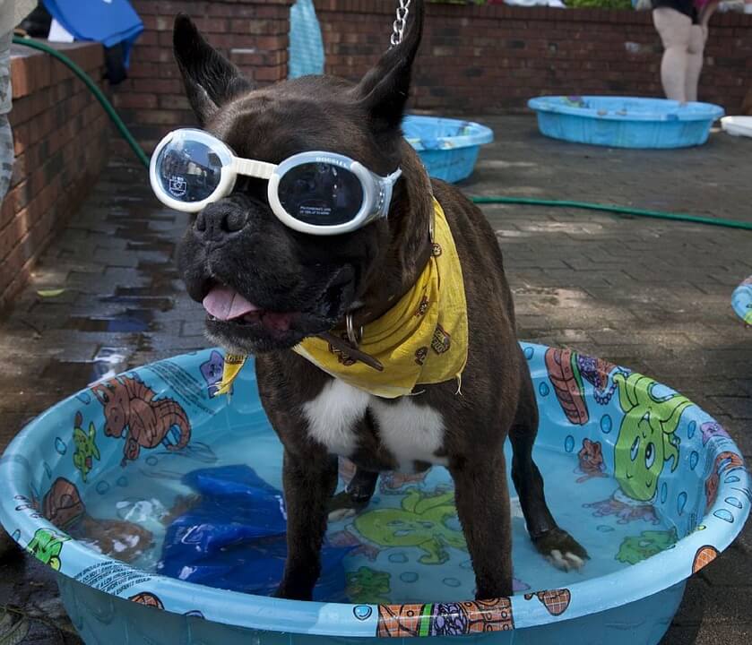 dog in kiddie pool