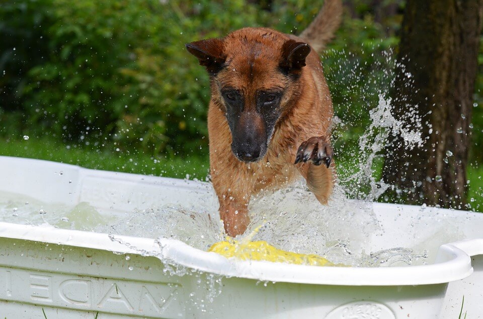 dog in pool