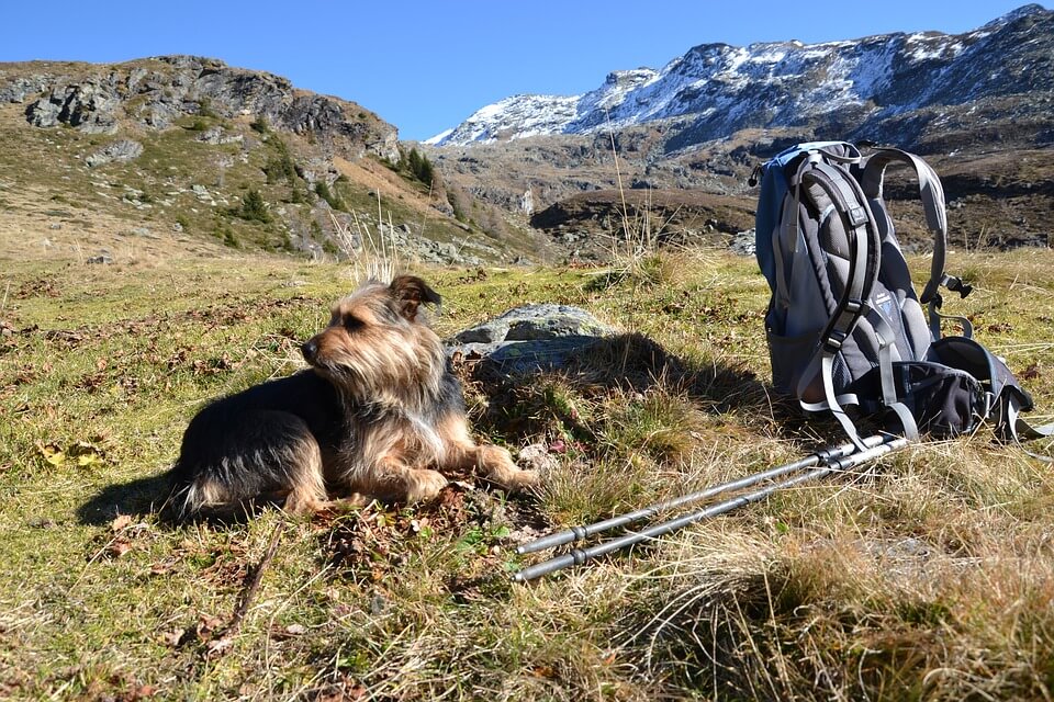 scottish terrier on hiking trail