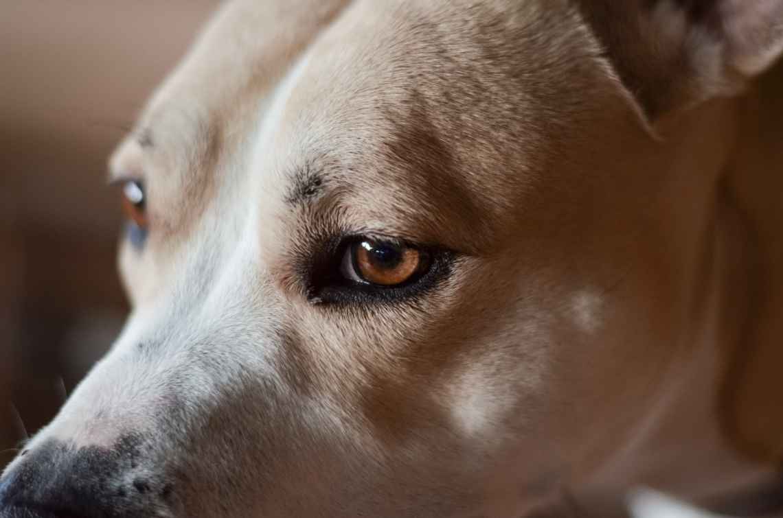 how do you know if your dog has nasal cancer