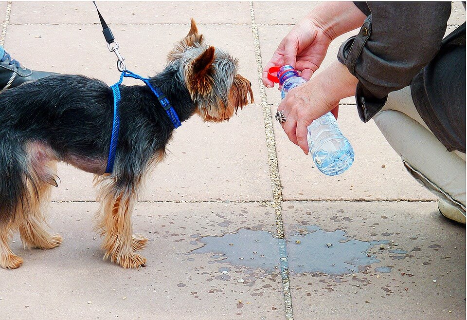 dog water bottle