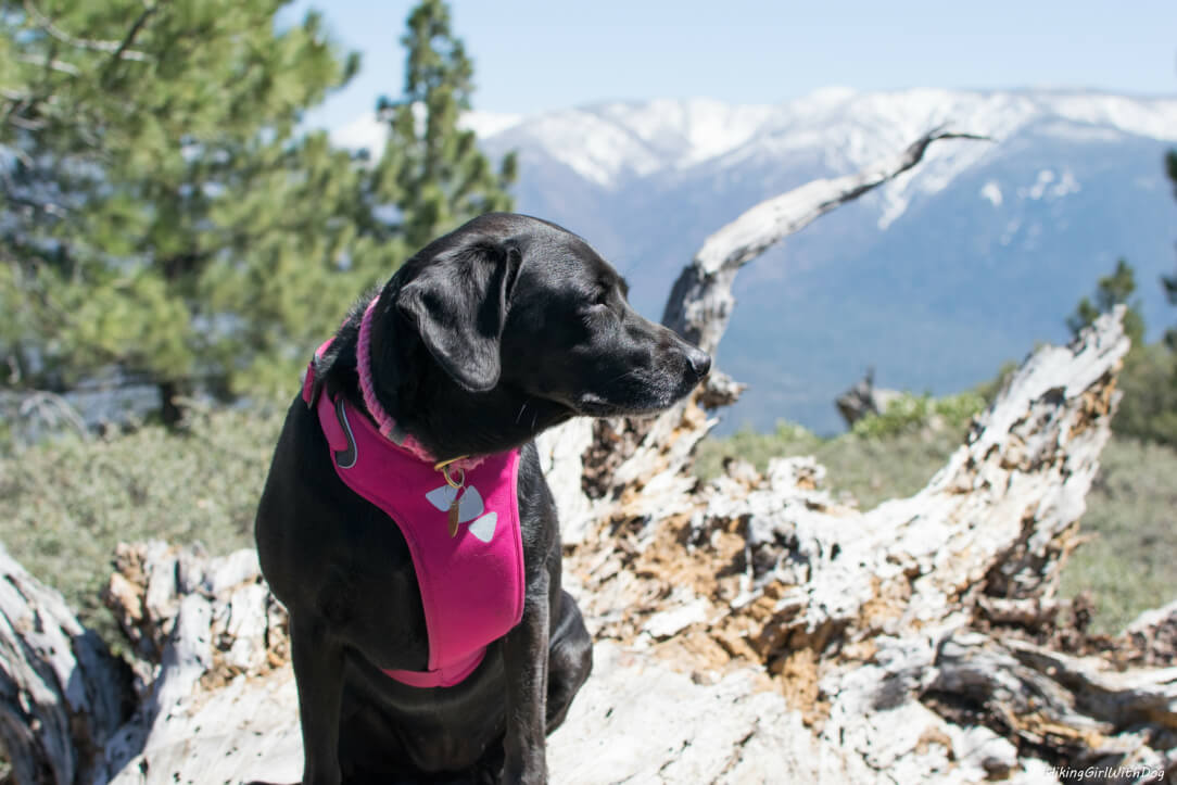 black lab hiking in moutains