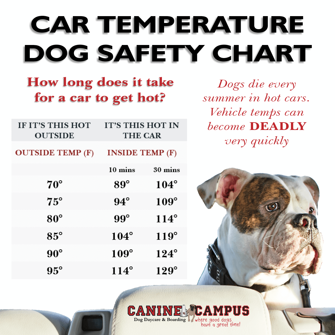 DOGS IN CARS TEMPERATURE CHART