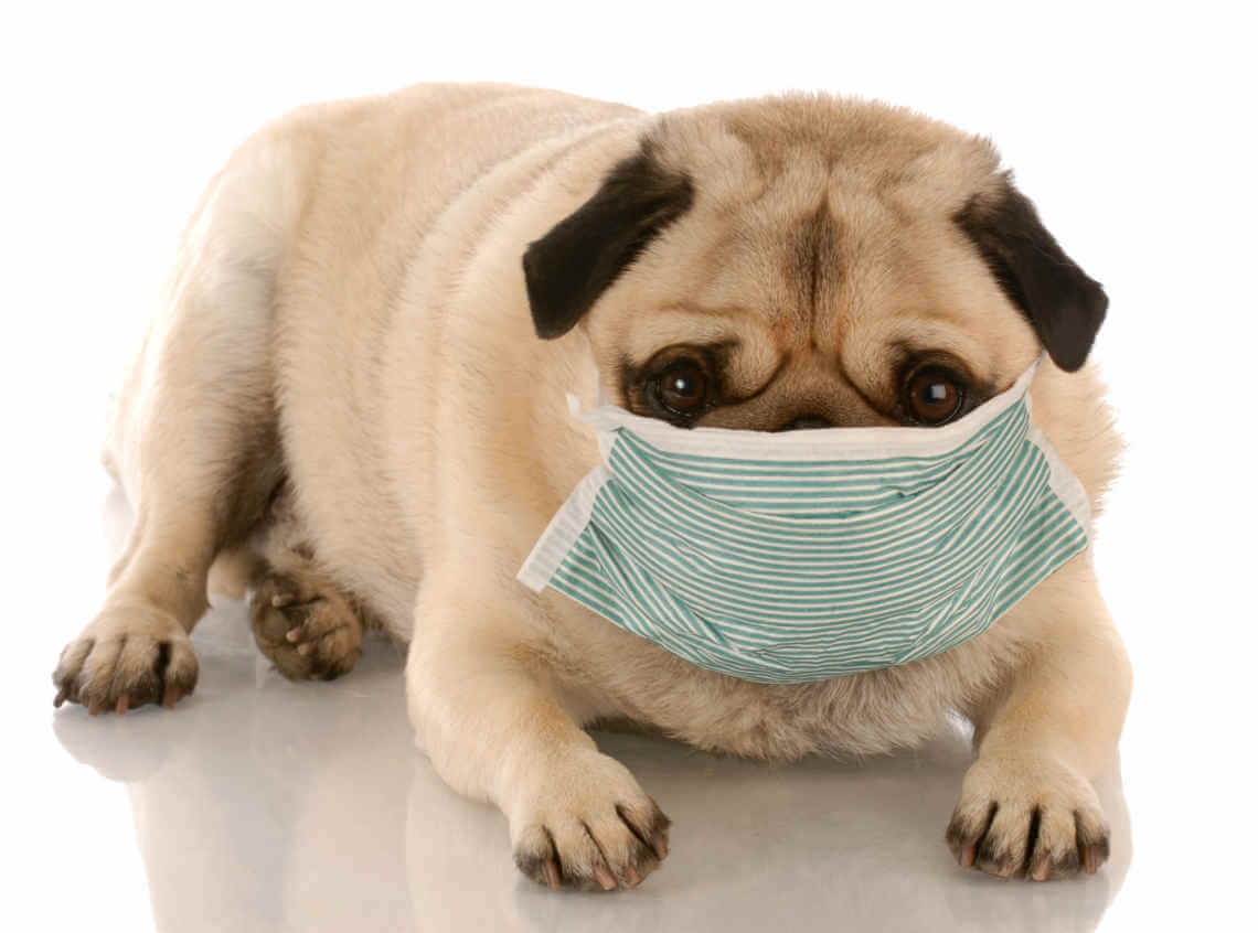 Dogs can suffer from allergies as often as people