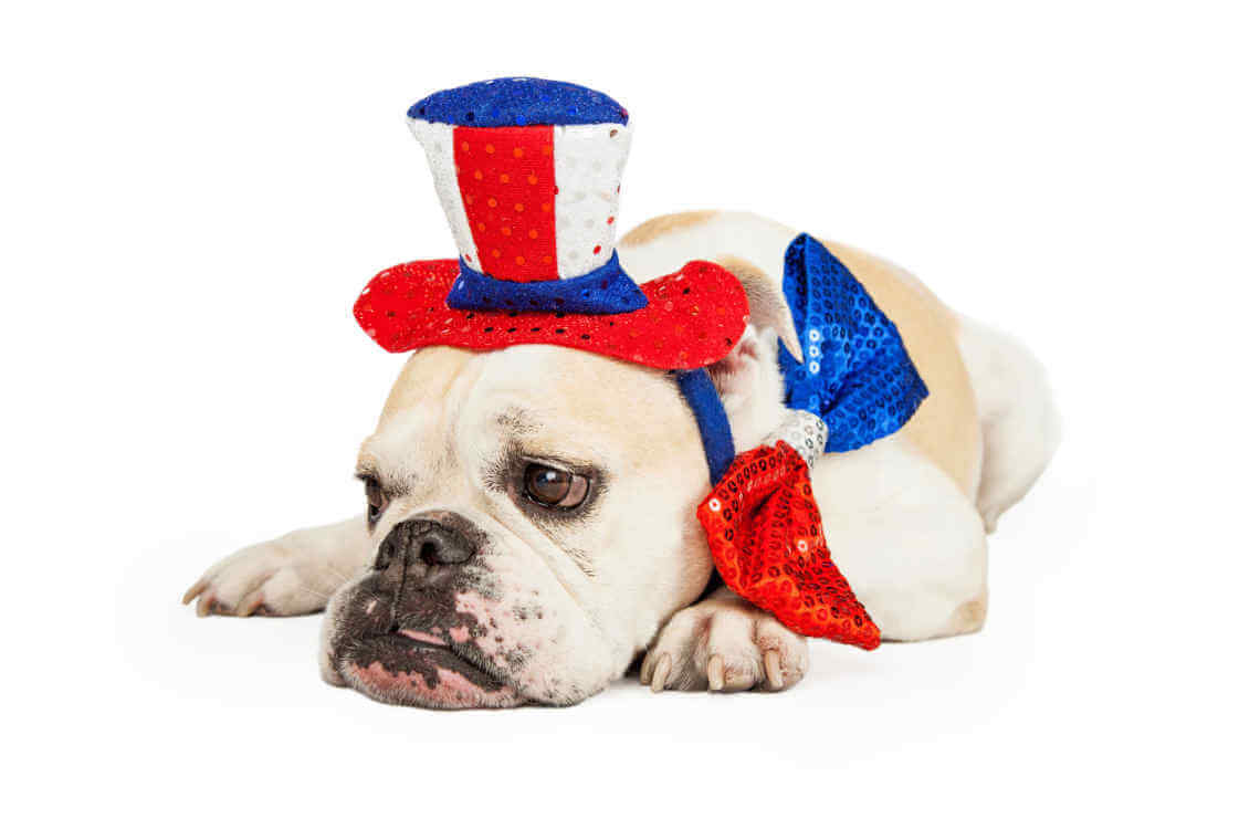 Tired bulldog wearing American Fourth of July party hat and tie laying down
