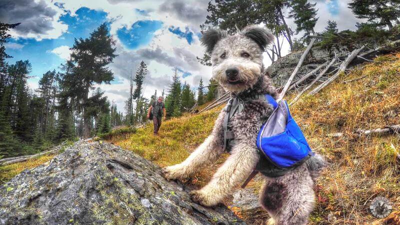 Trail-Heartwarming-Pictures-Of-The-Silliest-Dogs-To-Ever-Go-Hiking
