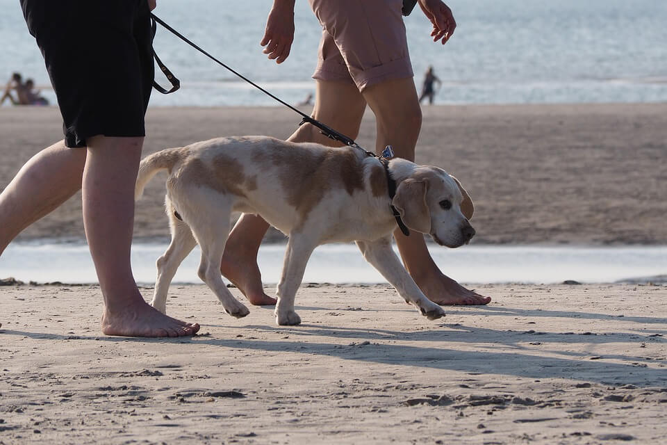 dog on leash at beach